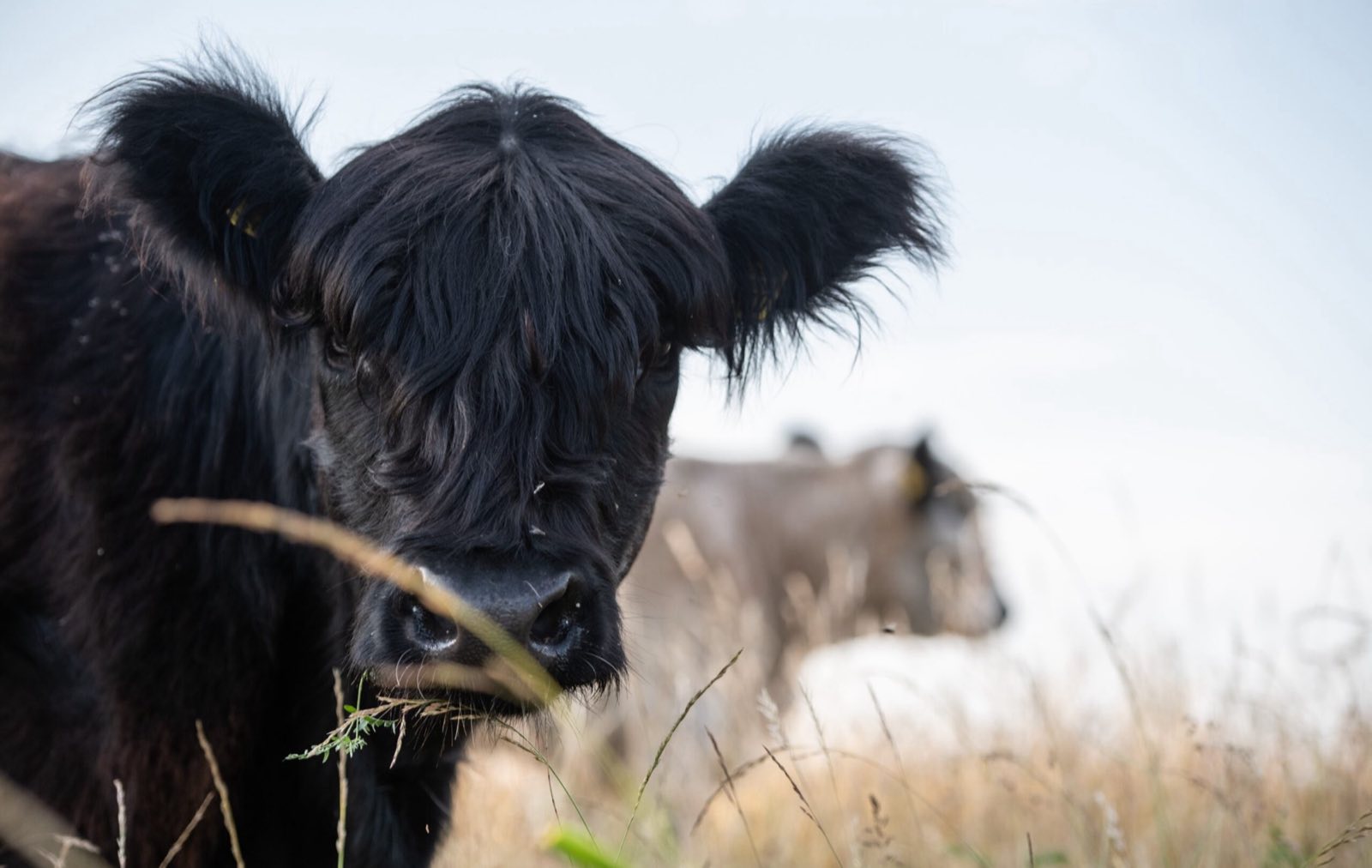 A grazing cow in a Latvian meadow