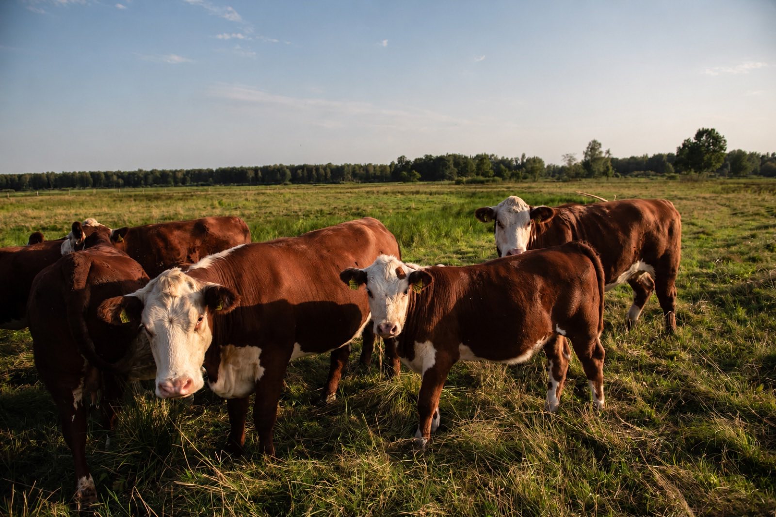 Grazing cattle keeping a meadow open
