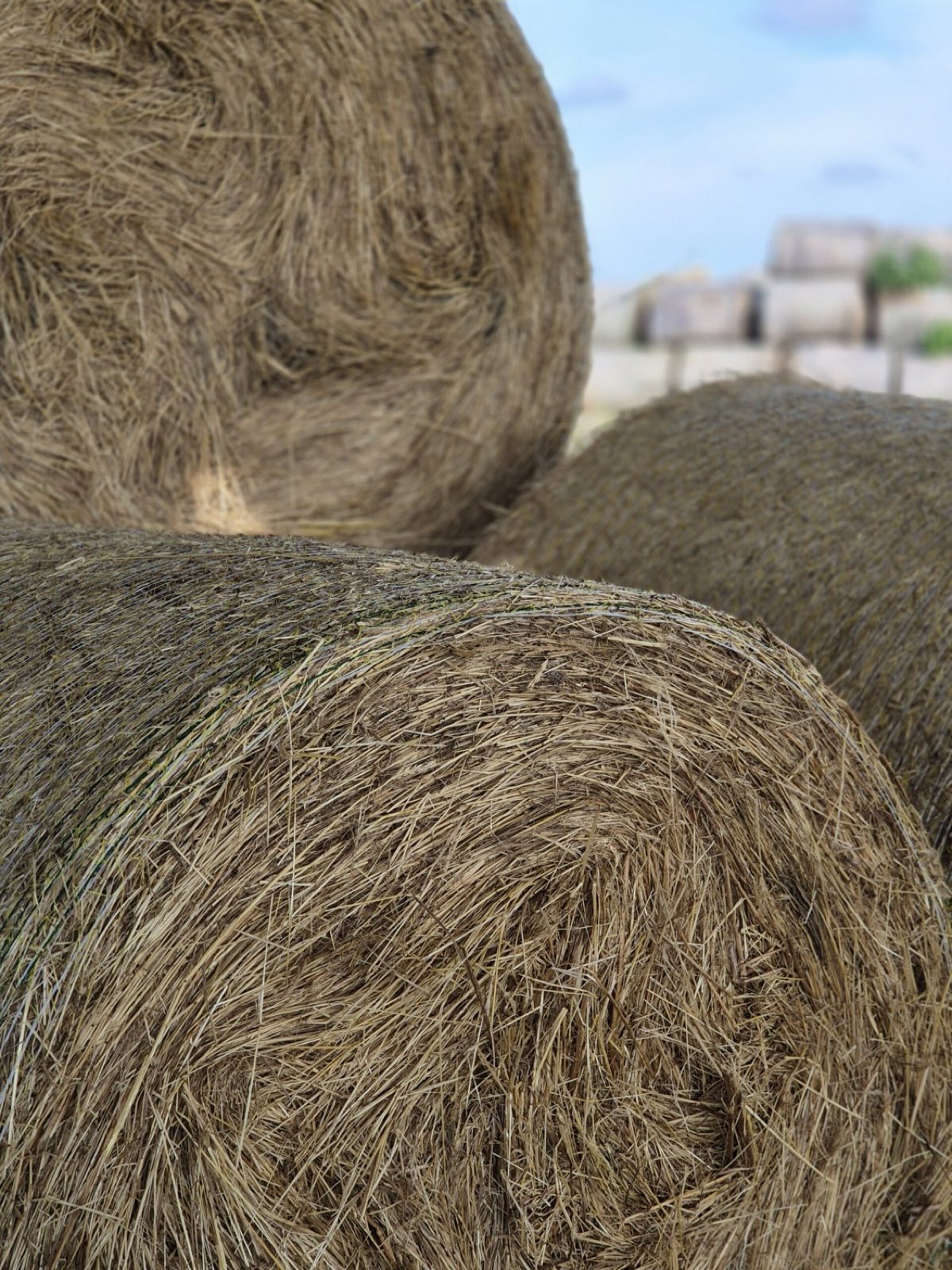Grass biomass for substrate pellets